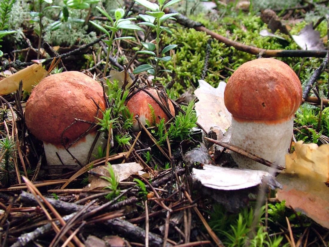 Весной есть грибы. Подосиновик Ленинградская область. Алёховщина Ленинградская область грибы. Съедобные грибы Ленинградской области. Красивые грибные места.